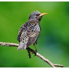 ---- Star ---- ( Sturnus vulgaris )