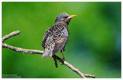 ---- Star ---- ( Sturnus vulgaris )