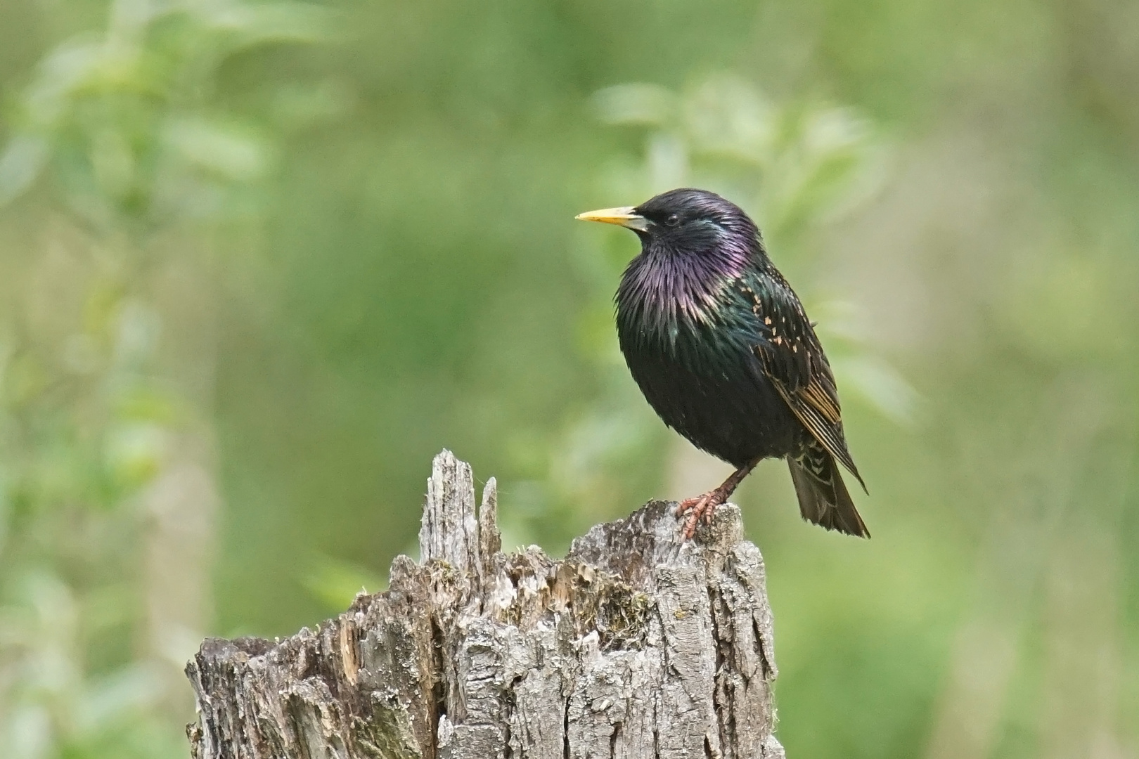 Star (Sturnus vulgaris)