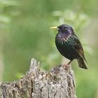 Star (Sturnus vulgaris)