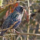 Star (Sturnus vulgaris)