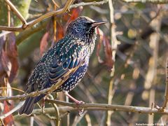 Star (Sturnus vulgaris)