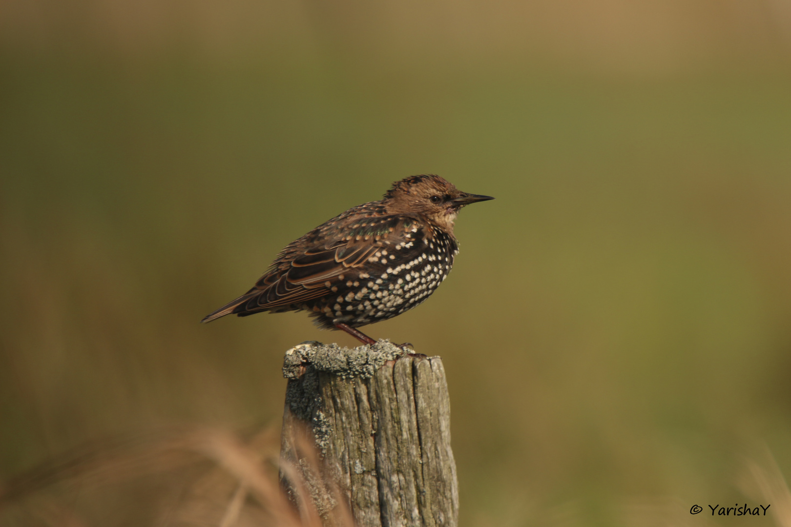 Star (Sturnus vulgaris)