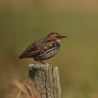 Star (Sturnus vulgaris)