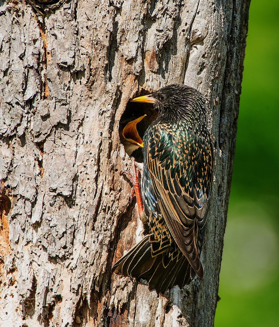   - STAR. -   ( Sturnus vulgaris )