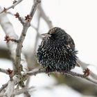 Star (Sturnus vulgaris ) 