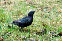 Star (Sturnus vulgaris) 