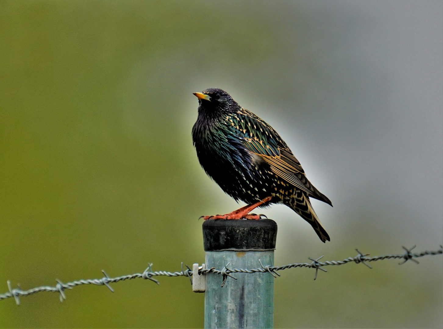 Star (Sturnus vulgaris)