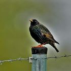 Star (Sturnus vulgaris)