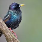 Star (Sturnus vulgaris)