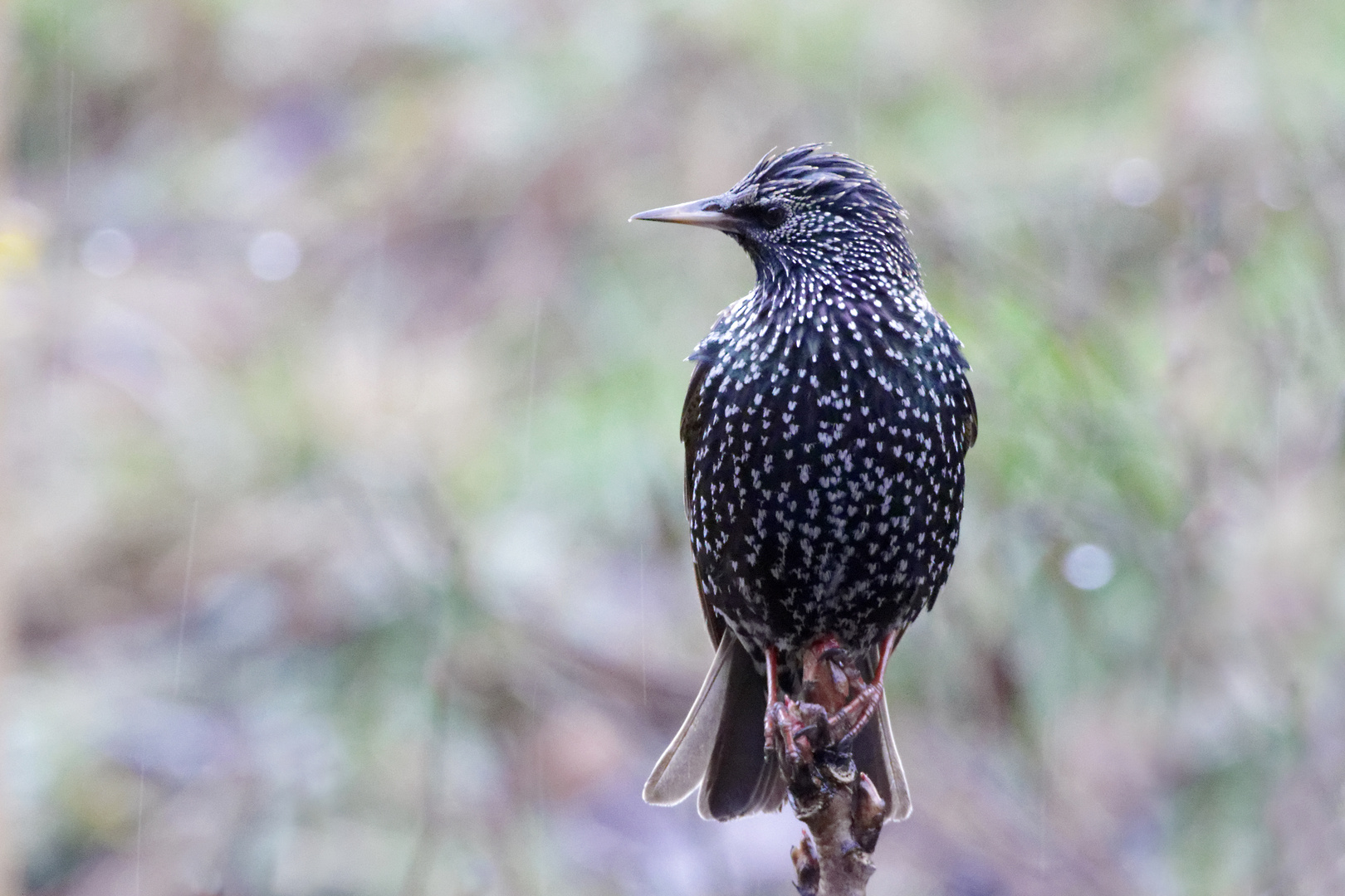 Star (Sturnus vulgaris)