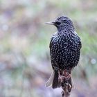 Star (Sturnus vulgaris)