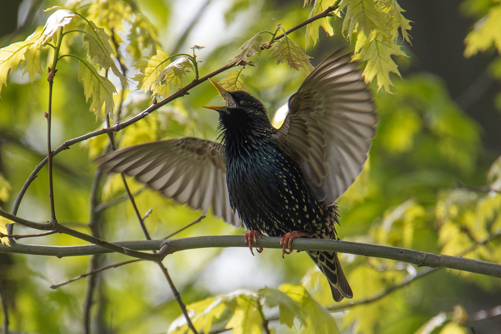 -Star (Sturnus vulgaris)-