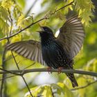 -Star (Sturnus vulgaris)-