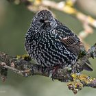 Star (Sturnus vulgaris)