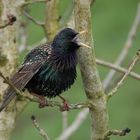 Star Sturnus vulgaris