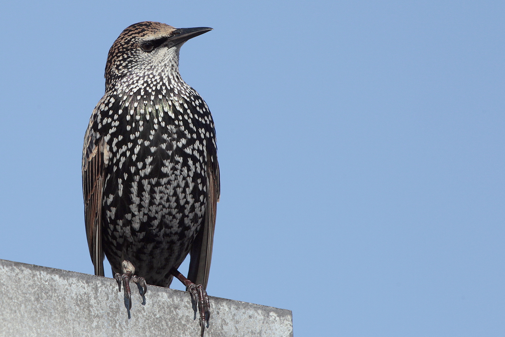 Star (Sturnus vulgaris) im Schlichtkleid