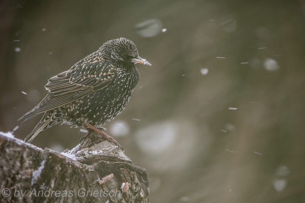 Star (Sturnus vulgaris) im Schlichtkleid