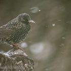 Star (Sturnus vulgaris) im Schlichtkleid