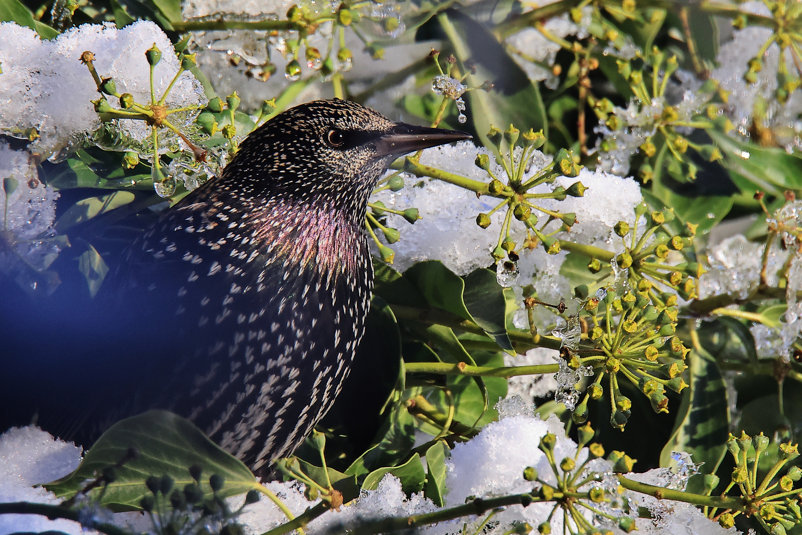 Star Sturnus vulgaris im Winter