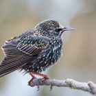 Star (Sturnus vulgaris) im Winterkleid