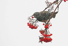 Star (Sturnus vulgaris) im Winterkleid