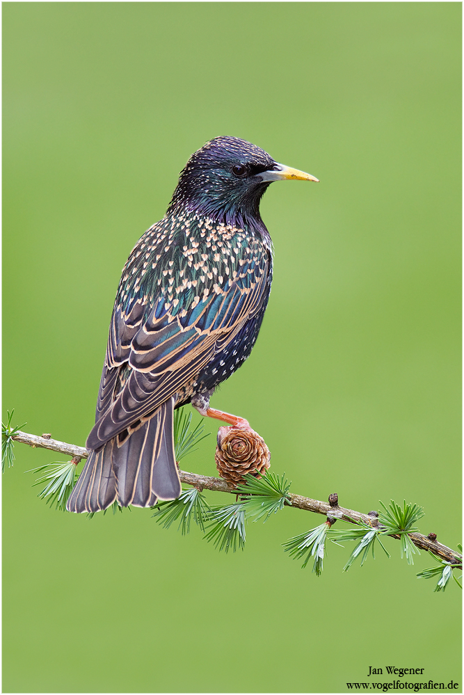 Star (sturnus vulgaris) + Making of Video :)