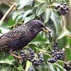 Star Sturnus vulgaris mit Efeubeere