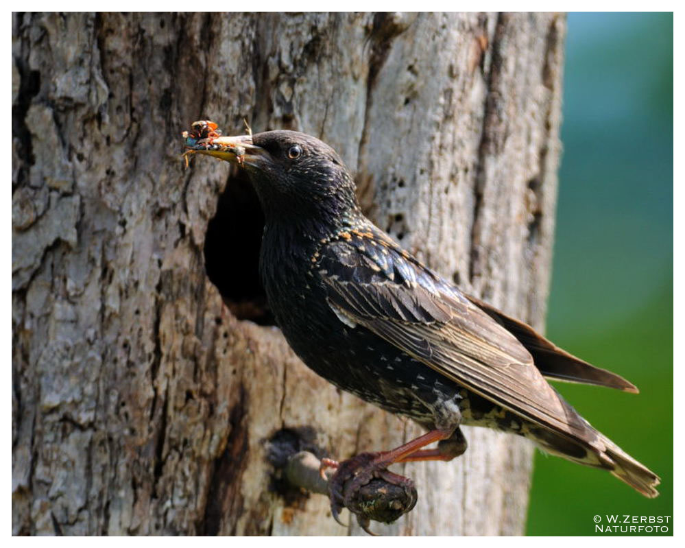 - Star - ( Sturnus vulgaris ) " Schnell noch einen Schnabel voll "