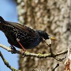 Star (Sturnus vulgaris) zeigt sein Federkleid