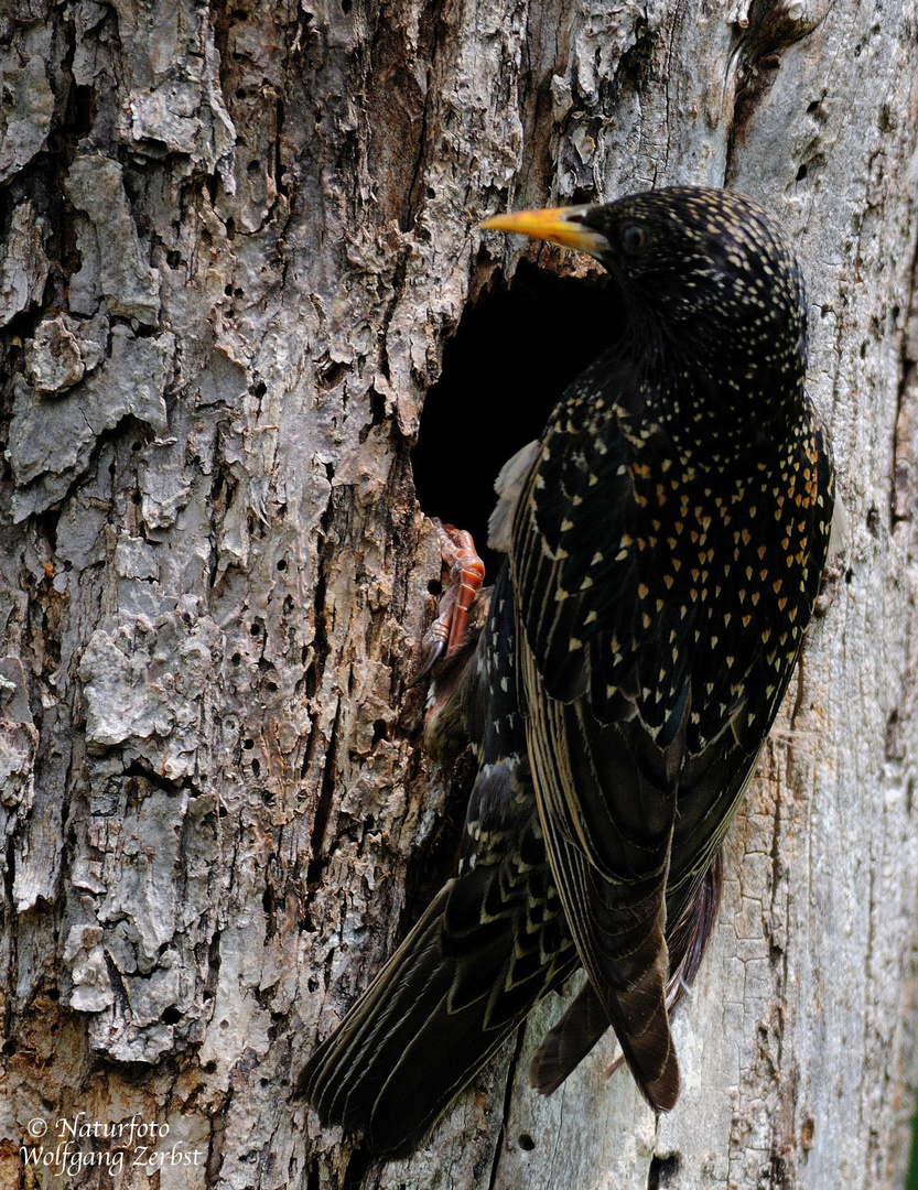 --- Star --- ( Sturus vulgaris )