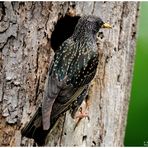 - Star überprüft die 2, Brut - ( Sturnus vulgaris )