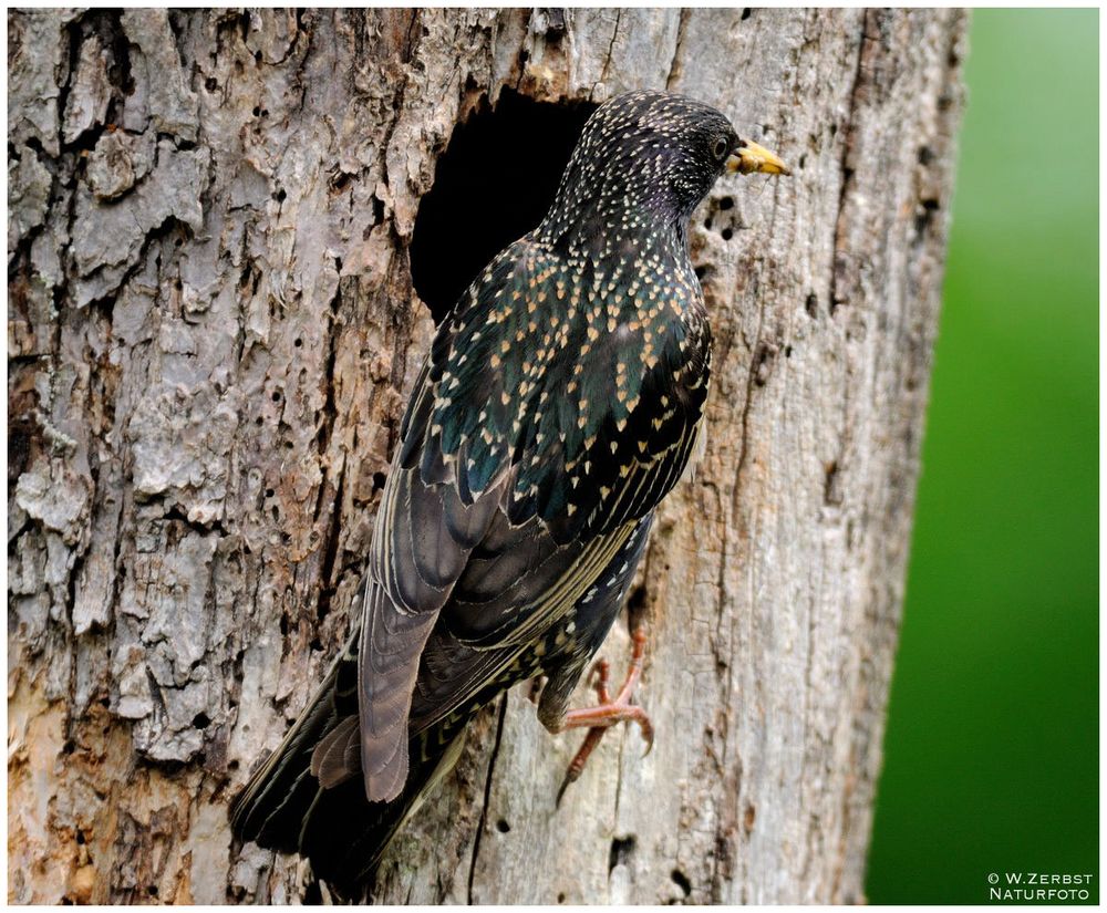 - Star überprüft die 2, Brut - ( Sturnus vulgaris )