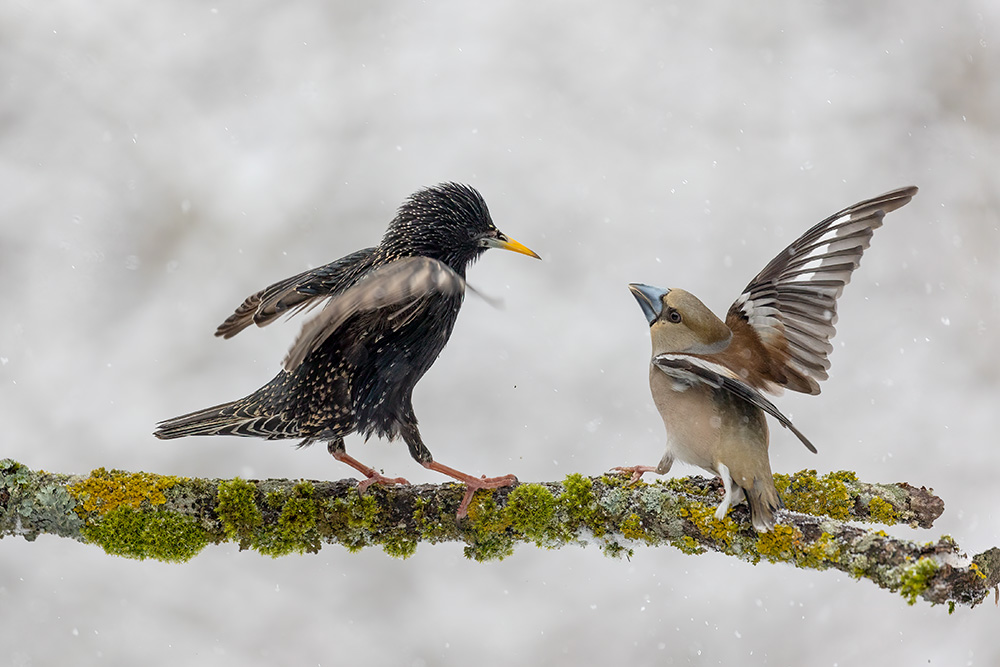 Star und Kernbeisser