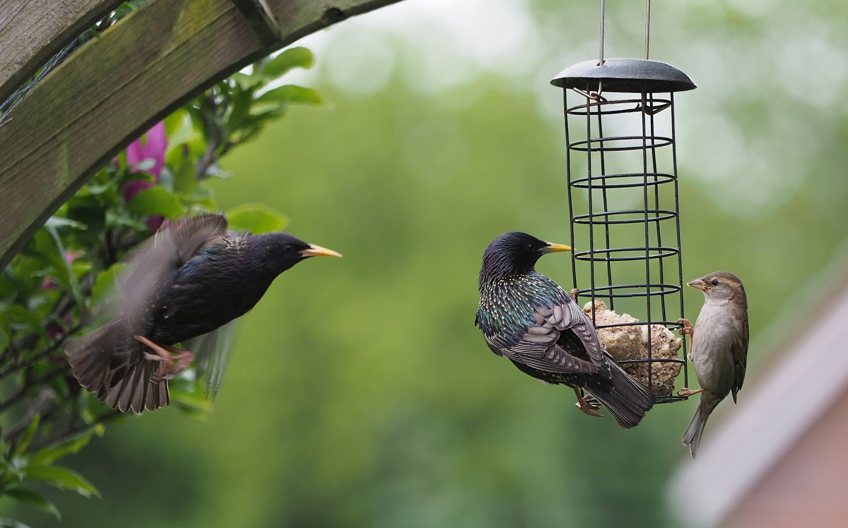 Star und Spatz