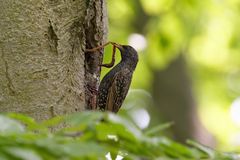 Star verfüttert Regenwurm