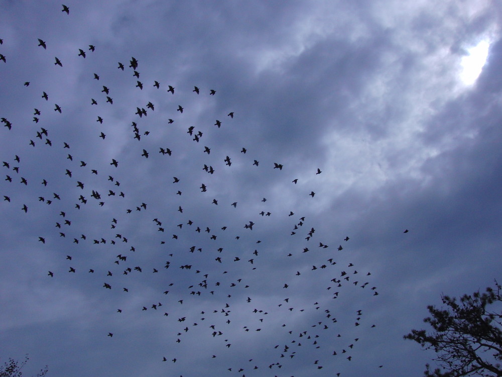 Star-versammlung zum Abflug