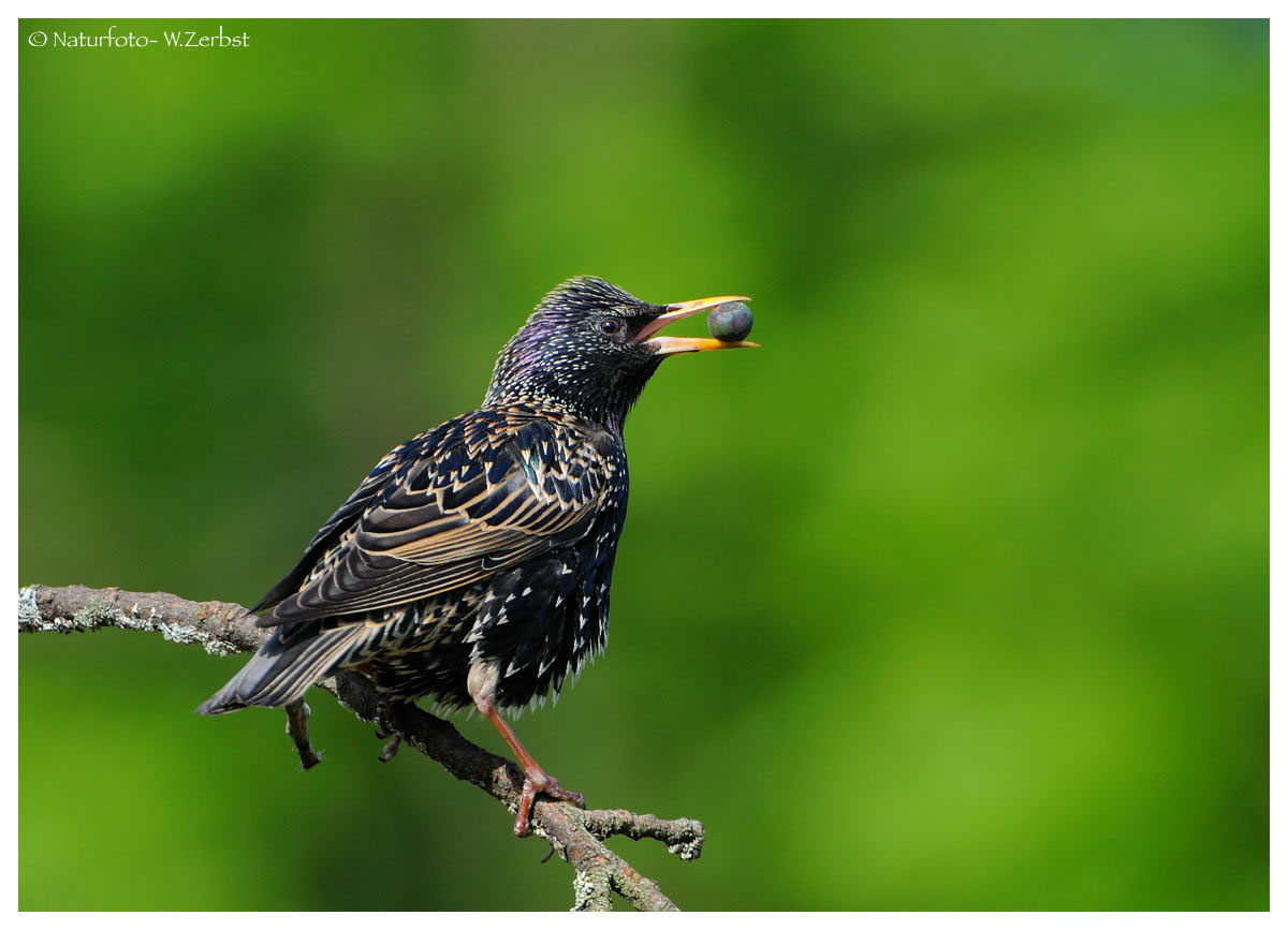 ---- Star versorgt seinen Nachwuchs ---- ( Sturnus vulgaris )