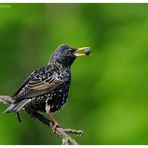 ---- Star versorgt seinen Nachwuchs ---- ( Sturnus vulgaris )