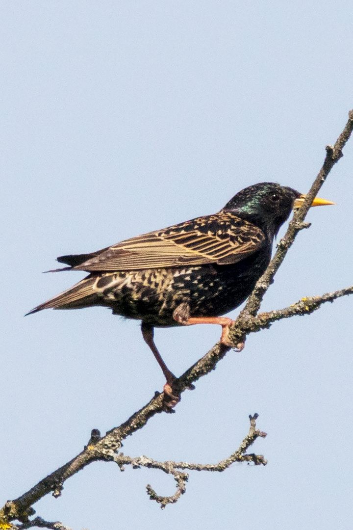 Star, Vogel des Jahres 2018