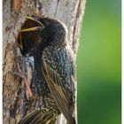 ---- Star vor der Bruthöhle ---- ( Sturnus vulgaris )