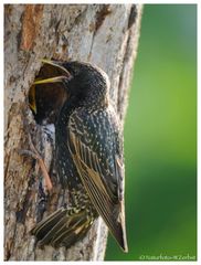 ---- Star vor der Bruthöhle ---- ( Sturnus vulgaris )