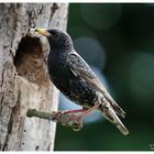 - Star vor seiner Bruthöhle 2 - ( Sturnus vulgaris )