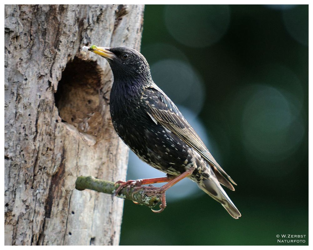 - Star vor seiner Bruthöhle 2 - ( Sturnus vulgaris )