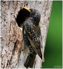 -- Star vor seiner Bruthöhle -- ( Sturnus vulgaris )