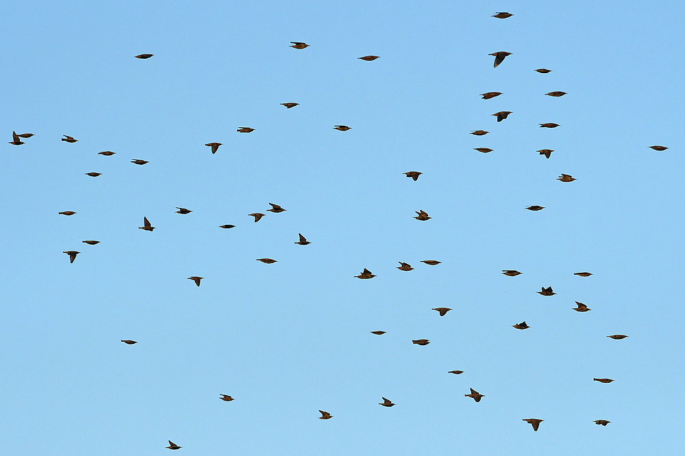 Star – Vorbeiflug im Osten