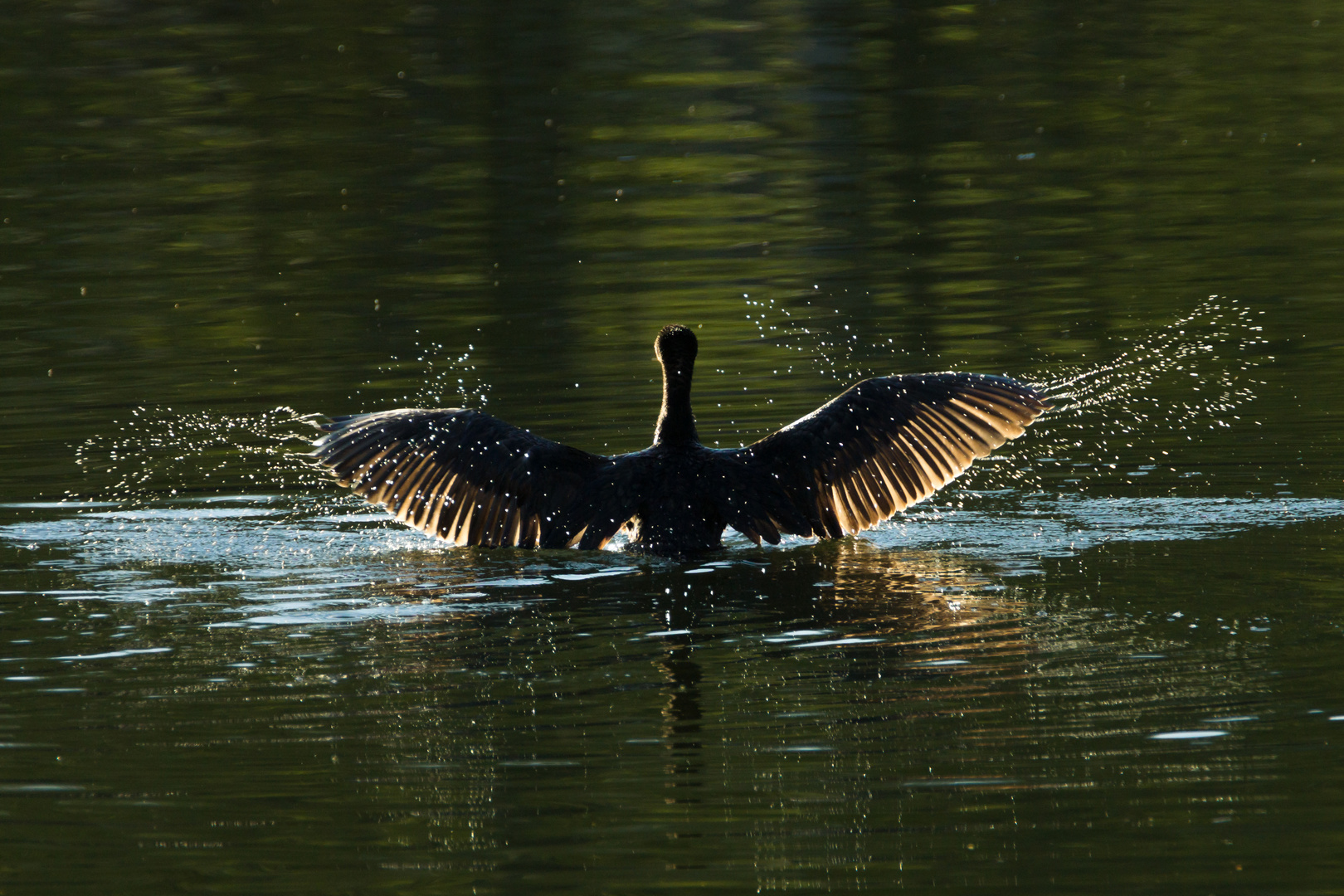 Stardender Kormoran