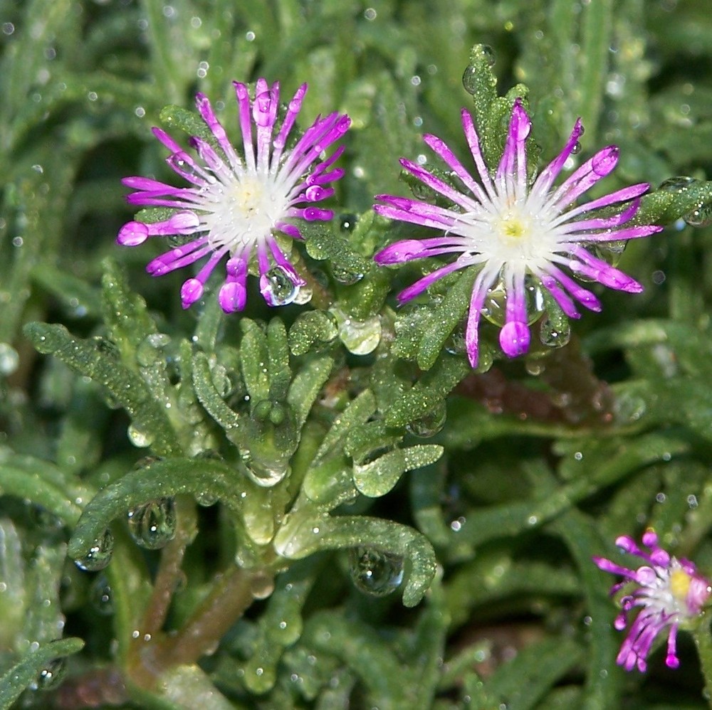 STARDUST AFTER THE MORNING RAIN