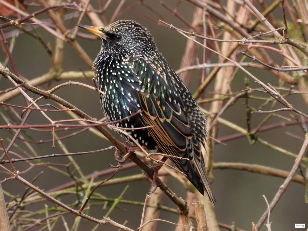 Stare ...... Foto & Bild | tiere, wildlife, wild lebende vögel Bilder ...