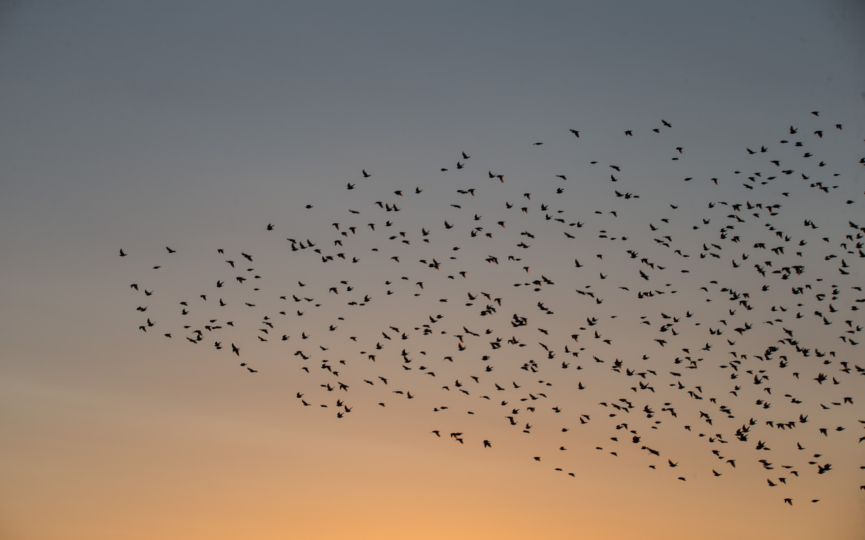 Stare Foto & Bild tiere, wildlife, wild lebende vögel Bilder auf